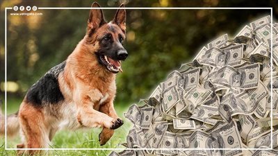 بلغت ملايين الدولارات.. أغنى 8 حيوانات أليفة في العالم (إنفوجراف)