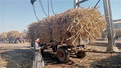 انطلاق موسم قصب السكر، توريد 277 ألف طن قصب من المزارعين، 8 مليارات و477 مليون جنيه مستحقات للمزارعين بعد رفع الأسعار.. وهذا نصيب الفرد من السكر 