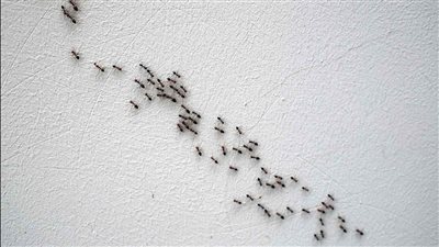 تفسير حلم النمل الأسود في المنام وعلاقته بالتغلب على الصعوبات والمشاكل 