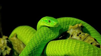 تفسير رؤية الأفعى الخضراء في المنام، وعلاقتها بقلة الحيلة وصعوبة تجاوز العقبات 