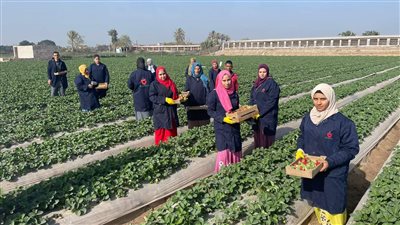 جامعات الفراولة، قصص فتيات اتخذن المحصول الأحمر وسيلة لشق طريقهن في الحياة (فيديو)