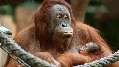 دراسة علمية تكشف سر لغة القرود