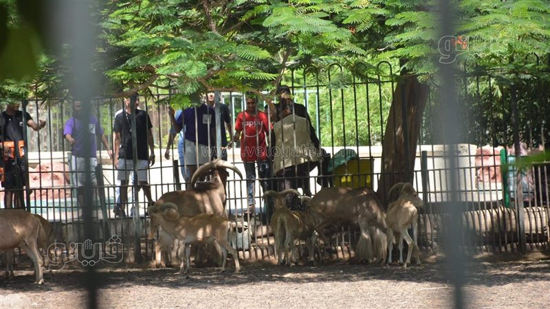 حديقة الحيوان، فيتو
