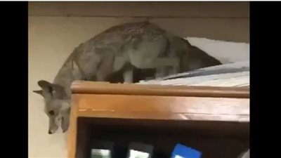 ثعلب يقتحم مكاتب وزارة مهمة بالعراق ويتجول بين المكاتب (فيديو)