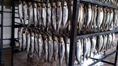 محافظ الغربية يتابع حملات الهيئة القومية لسلامة الغذاء