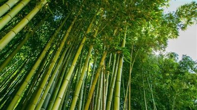 أستاذة بالقومي للبحوث توضح سبل بناء أنظمة غذائية زراعية مرنة ومستدامة