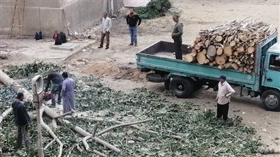 عزل 7 موظفين بتهمة الاستيلاء على أشجار الري بالغربية 