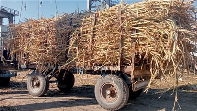 قرار جديد بشأن موسم توريد قصب السكر بالمنيا 