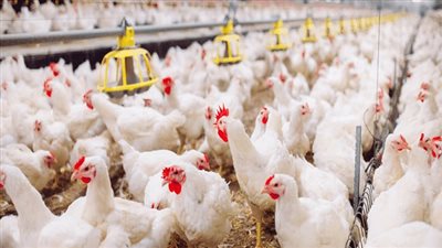 شعبة الثروة الداجنة: نحتاج إلى تكثيف الرقابة الحكومية وتسهيل دخول مستلزمات الإنتاج