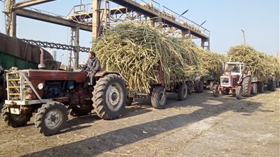 التموين: استلام 5 ملايين طن من قصب السكر في الموسم الجديد