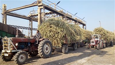 سعر السكر، التموين تعلن توريد 150 ألف طن قصب في المنيا وإنتاج 15 ألف طن سكر
