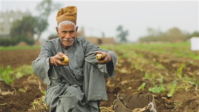 15 صورة ترصد حصاد البطاطس فى المنوفية 