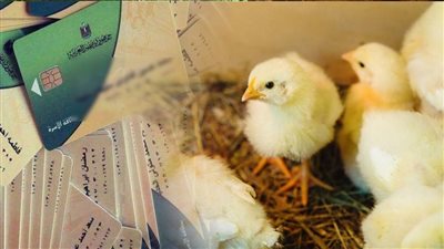 كتاكيت على بطاقة التموين، الوزارة تكشف الحقيقة