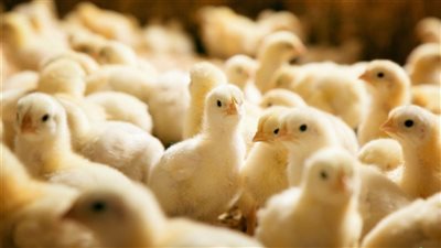 سعر الكتكوت الأبيض اليوم الثلاثاء، يقترب من 30 جنيها