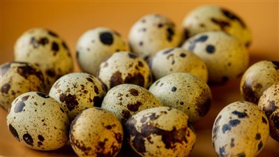 بيض السمان يتصدر السلع المعروضة فى منافذ وزارة الزراعة ( بث مباشر)