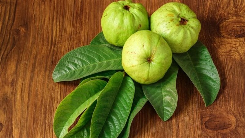 فوائد ورق الجوافة،