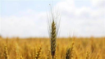 حقيقة إرسال القمح الروسي مجانًا لدول أفريقيا