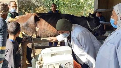 بيطري الشرقية: إجراء مسح تناسلي وتلقيح اصطناعي لـ 8 آلاف رأس ماشية 