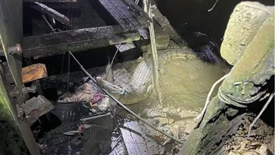 العثور على تمساح بطول 3 أمتار في قبو منزل عائلة ماليزية