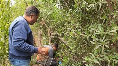 الزراعة تستعد لمكافحة القوارض في محصول القمح 