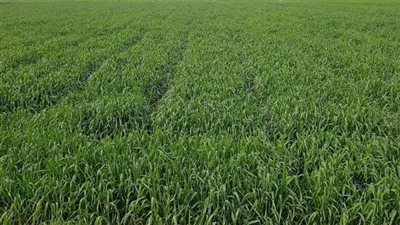 زراعة الشرقية: تنفيذ حقل إرشادى عن محصول القمح