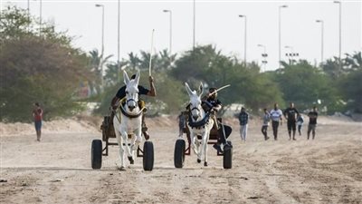 سباق الحمير، عادة شعبية تنتشر في البحرين (فيديو)