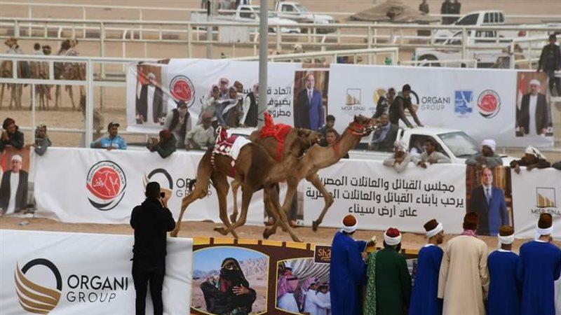 سباق الهجن بشرم الشيخ،فيتو