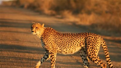 طوارئ في دالاس الأمريكية بعد هروب أنثى فهد من حديقة حيوان