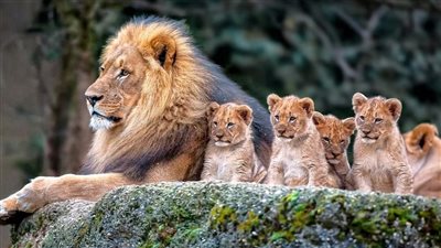 المغرب يعرض بقايا عظمية لأسود الأطلس المنقرضة (صور) 