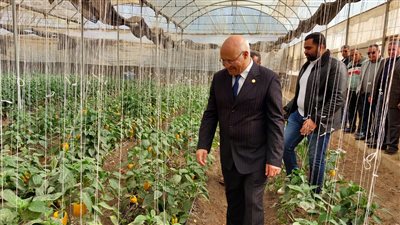 رئيس جامعة بنها يتفقد مزارع القمح والوحدات الإنتاجية بكلية الزراعة