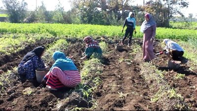 حصاد البطاطس في قرية بني قاسم ببني سويف (فيديو)