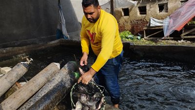 انتشار أحواض السمك بأبو المطامير في البحيرة (فيديو)