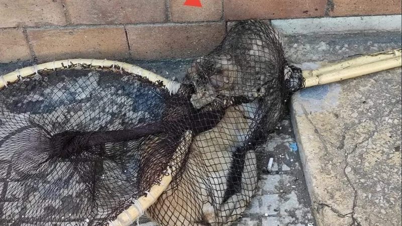 اصطياد القطط بمستشفى