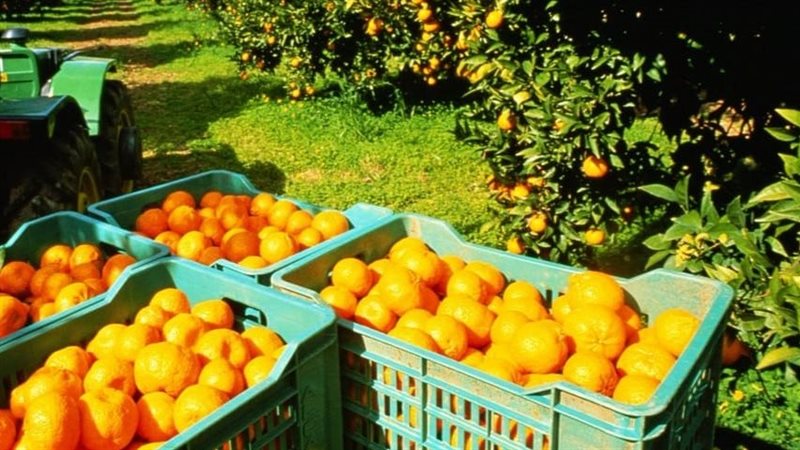 إنتاجية محصول الموالح،