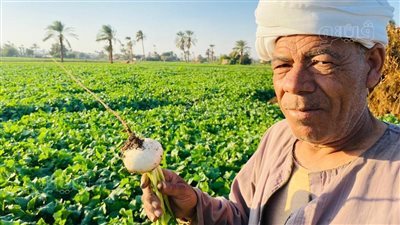 أهالي المنيا يحصدون محصول البنجر.. والمزارعون: تبطين الترع ساعدنا في الري (صور)