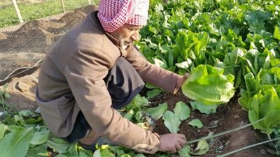 الزراعة تحذر من منخفض جوي يؤدي لأمطار رعدية