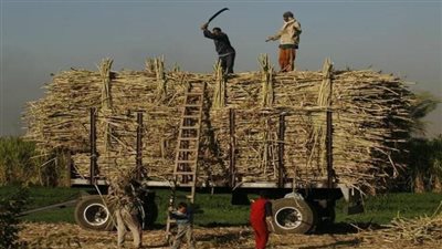 محافظ قنا يشهد مراحل تصنيع السكر في قوص