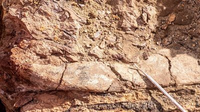 العثور على حفريات ديناصورات غير مألوفة في تشيلي