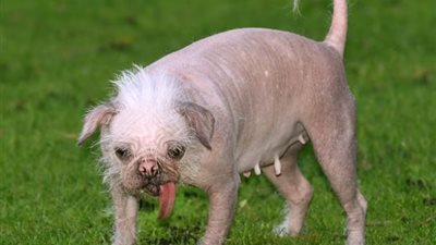 استعدادات لبدء مسابقة أقبح كلب في بريطانيا وجائزة غريبة للفائز