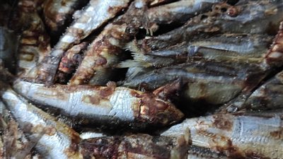 ضبط 5 أطنان أسماك ولحوم غير صالحة للاستهلاك الآدمي في المنوفية