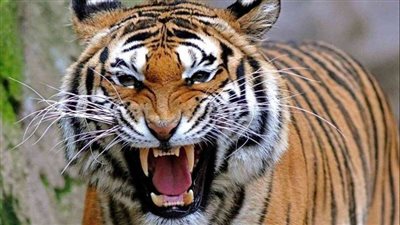 القضاء على أنثى نمر هاربة بجنوب إفريقيا هاجمت إنسانا وقتلت كلبين وخنزيرا