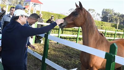 السيسي يتفقد قسم الفروسية وميادين التحدى والتحميل بالكلية الحربية (صور)