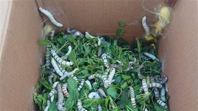 مهندسة زراعية تستخلص مستحضرات التجميل من شرانق الحرير بقنا (فيديو)