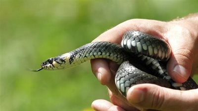 دراسة حديثة تكشف أسرارا جديدة عن أدمغة الثعابين