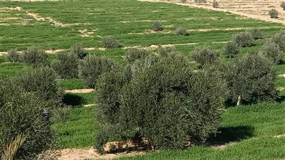 أهالى الغراء بالشيخ زويد يزرعون 16 ألف شجرة زيتون، و500 فدان في عام واحد| صور وفيديو 