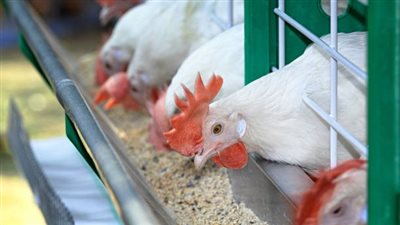 أسعار الأعلاف والحبوب اليوم، 200 جنيه انخفاضًا في الذرة و1500 جنيه للصويا