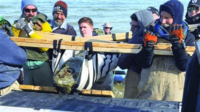 العثور على جمجمة حوت تعود إلى 12 مليون عام