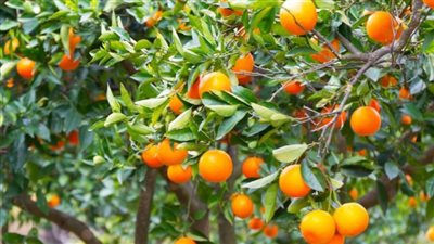 الصدارة للموالح، 4 مليارات دولار صادرات مصر الزراعية خلال 10 أشهر