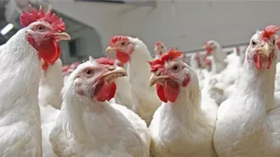 أسعار الدواجن، خبراء يرصدون أزمة اللحوم البيضاء ومتى تنخفض أسعارها.. وبيان عاجل بمجلس النواب حول الأزمة 
