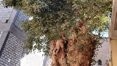 عمرها 300 سنة ولسة بتطرح، تجمع أهالي المندرة بقنا حول شجرة جميز كل جمعة (فيديو)